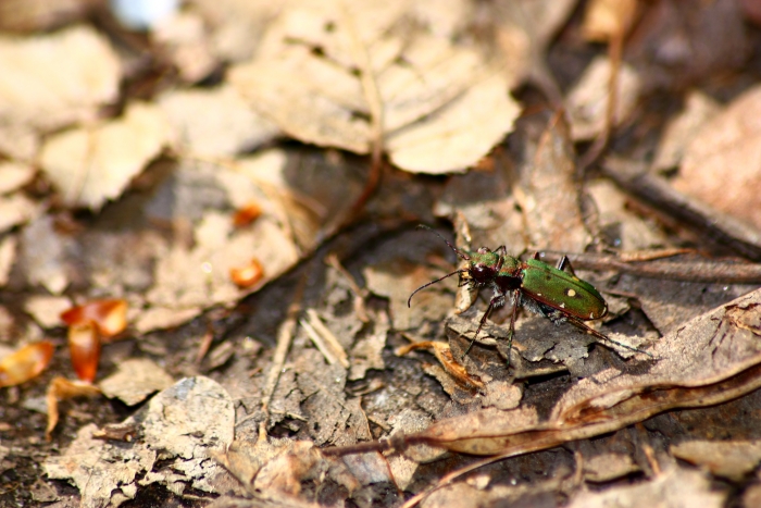 Cicindela campestris femmina